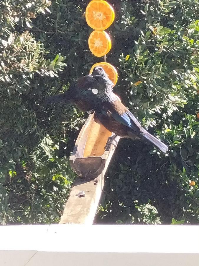 Coromandel Bird Haven Bed & Breakfast エクステリア 写真